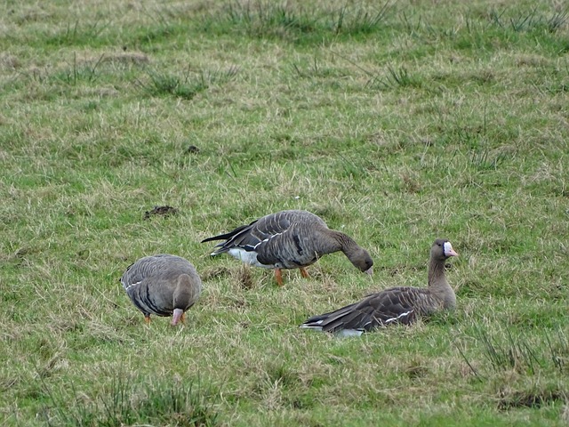 托納利事件 托納利事件